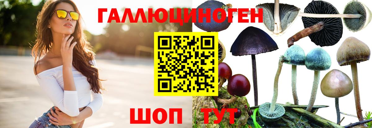 Галлюциногенные грибы Psilocybine cubensis  Брянск 